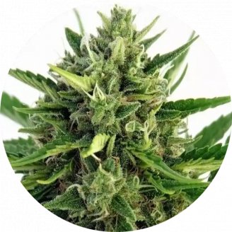 Купить семена марихуаны Malawi Reg. Купить семена марихуаны Malawi Reg.