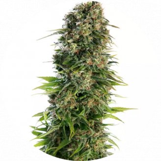 Купить семена марихуаны Golden Skunk Reg. Купить семена марихуаны Golden Skunk Reg.