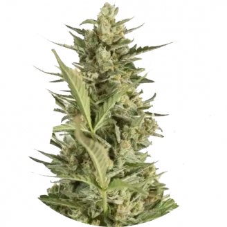 Купить семена марихуаны Critical Jack Auto Reg. Купить семена марихуаны Critical Jack Auto Reg.