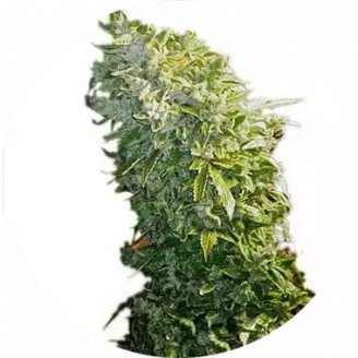 Купить семена марихуаны Maxxi Auto Reg. Купить семена марихуаны Maxxi Auto Reg.