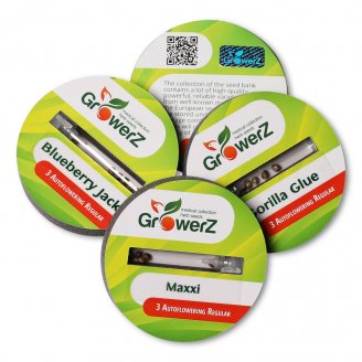 Семена конопли купить сорт Maxxi Auto Reg. Семена конопли купить сорт Maxxi Auto Reg.