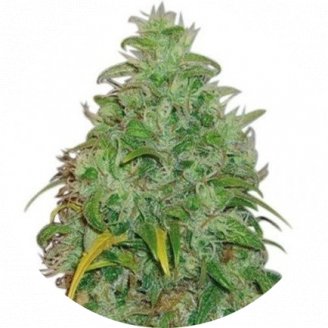 Купить семена марихуаны LSD #1 Reg. Купить семена марихуаны LSD #1 Reg.