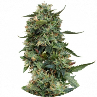 Купить семена марихуаны LSD Fem. Купить семена марихуаны LSD Fem.
