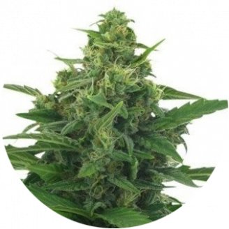 Купить семена марихуаны LSD Auto Fem. Купить семена марихуаны LSD Auto Fem.