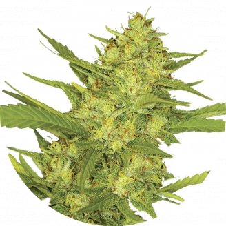 Купить семена марихуаны Sour Diesel Fem. Купить семена марихуаны Sour Diesel Fem.