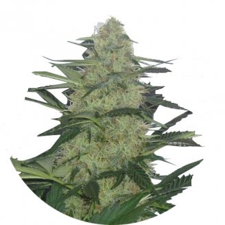 Купить семена марихуаны Tutankhamon Auto Fem. Купить семена марихуаны Tutankhamon Auto Fem.