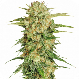 Купить семена марихуаны Easy Sativa Auto Fem. Купить семена марихуаны Easy Sativa Auto Fem.