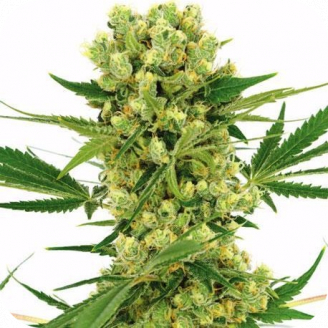 Купить семена марихуаны Amnesia Haze Auto Fem. Купить семена марихуаны Amnesia Haze Auto Fem.