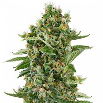 Купить семена марихуаны Cannalope Kush Auto Fem. Купить семена марихуаны Cannalope Kush Auto Fem.
