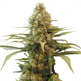 Купить семена марихуаны Voodoo Auto Fem. Купить семена марихуаны Voodoo Auto Fem.