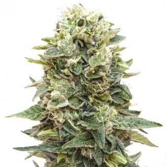 Купить семена марихуаны Afghan Mass Auto Fem. Купить семена марихуаны Afghan Mass Auto Fem.