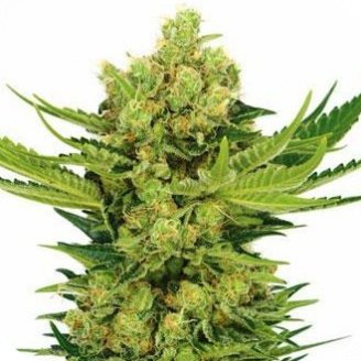 Купить семена марихуаны Cheese Auto Fem. Купить семена марихуаны Cheese Auto Fem.