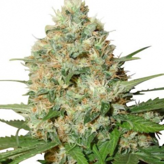 Купить семена марихуаны Candy Kush Auto Fem. Купить семена марихуаны Candy Kush Auto Fem.