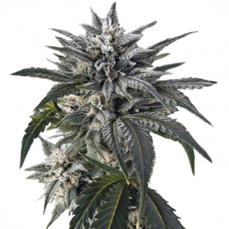 Купить семена марихуаны Blue Critical Auto Fem. Купить семена марихуаны Blue Critical Auto Fem.