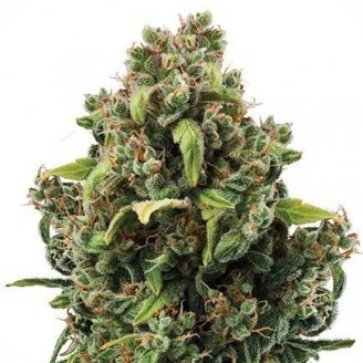 Купить семена марихуаны City Kush Auto Fem. Купить семена марихуаны City Kush Auto Fem.