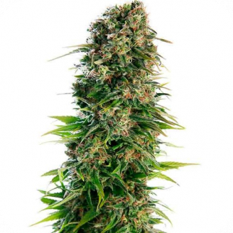 Купить семена марихуаны Hindy Kush Auto Fem. Купить семена марихуаны Hindy Kush Auto Fem.