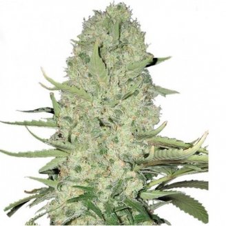 Купить семена марихуаны Mexican Kush Auto Fem. Купить семена марихуаны Mexican Kush Auto Fem.