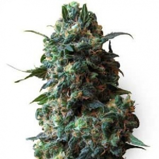 Купить семена марихуаны Gagarin Auto Fem. Купить семена марихуаны Gagarin Auto Fem.