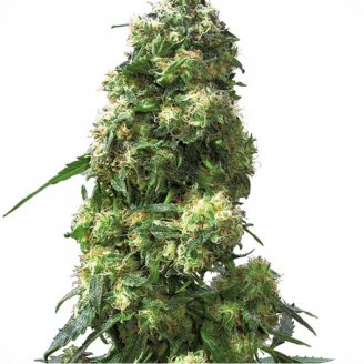 Купить семена марихуаны Skunk Auto Fem. Купить семена марихуаны Skunk Auto Fem.