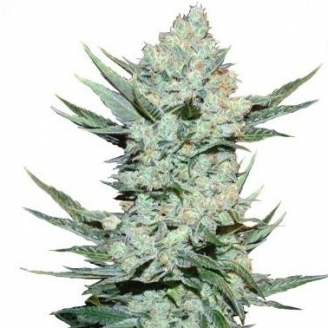 Купить семена марихуаны Tangie'matic Auto Fem. Купить семена марихуаны Tangie'matic Auto Fem.