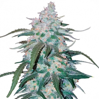 Купить семена марихуаны Pineapple Express Auto Fem. Купить семена марихуаны Pineapple Express Auto Fem.