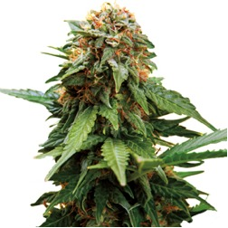 Купить семена марихуаны Tangerine Dream Auto Fem. Купить семена марихуаны Tangerine Dream Auto Fem.