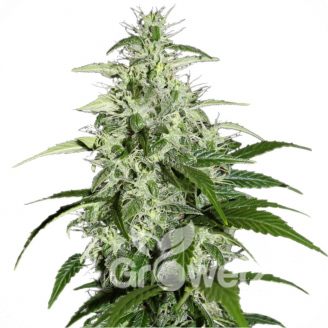 Kalashnikova Auto Fem.