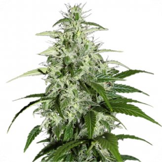 Купить семена марихуаны Kalashnikova Auto Fem. Купить семена марихуаны Kalashnikova Auto Fem.