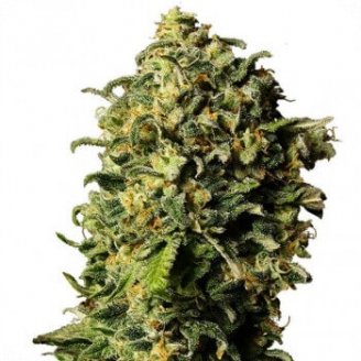 Купить семена марихуаны Ak 47 Auto Fem. Купить семена марихуаны Ak 47 Auto Fem.