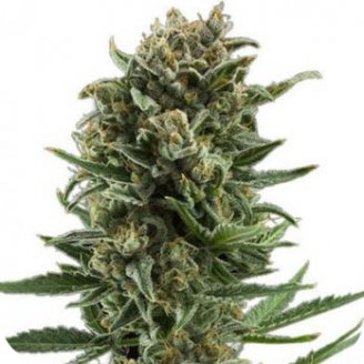 Купить семена марихуаны White Widow Auto Fem. Купить семена марихуаны White Widow Auto Fem.