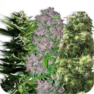 Купить семена марихуаны Sativa Mix #1 Auto Fem. Купить семена марихуаны Sativa Mix #1 Auto Fem.