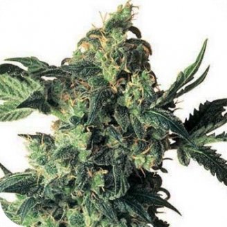 Купить семена марихуаны Northern Lights Fem. Купить семена марихуаны Northern Lights Fem.