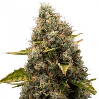 Купить семена марихуаны White Widow Fem. Купить семена марихуаны White Widow Fem.