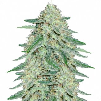 Купить семена марихуаны Black Domina Fem. Купить семена марихуаны Black Domina Fem.