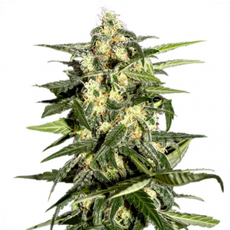Купить семена марихуаны Jack Herer Fem. Купить семена марихуаны Jack Herer Fem.