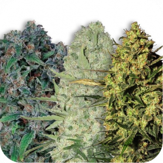 Купить семена марихуаны Collection Mix Fem. Купить семена марихуаны Collection Mix Fem.