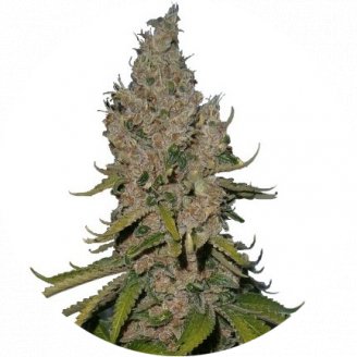 Купить семена марихуаны Y Griega Fem. Купить семена марихуаны Y Griega Fem.