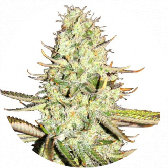 Купить семена марихуаны Opium Auto Fem. Купить семена марихуаны Opium Auto Fem.