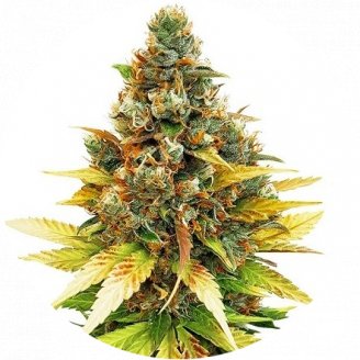 Купить семена марихуаны Satori Auto Fem. Купить семена марихуаны Satori Auto Fem.