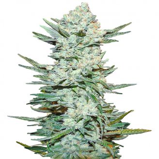 Купить семена марихуаны Lemon Pie Auto Fem. Купить семена марихуаны Lemon Pie Auto Fem.