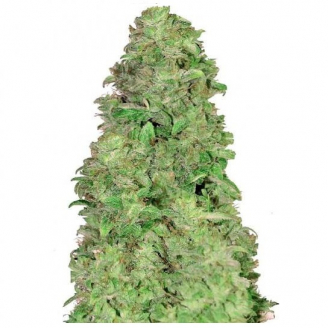 Купить семена марихуаны Mimosa Cake Auto Fem. Купить семена марихуаны Mimosa Cake Auto Fem.