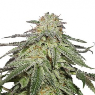 Купить семена марихуаны Orange Sherbet Auto Fem. Купить семена марихуаны Orange Sherbet Auto Fem.