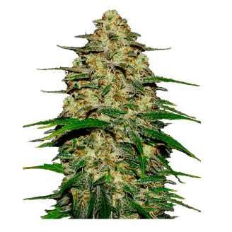 Купить семена марихуаны Wedding Cake Auto Fem. Купить семена марихуаны Wedding Cake Auto Fem.