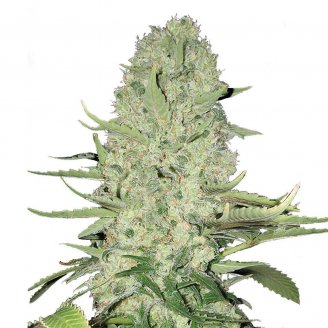 Купить семена марихуаны White Widow Auto Fem. Купить семена марихуаны White Widow Auto Fem.