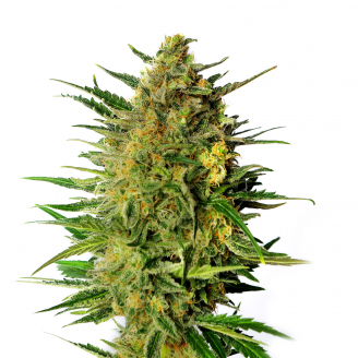 Купить семена марихуаны AK-49 Auto Fem. Купить семена марихуаны AK-49 Auto Fem.