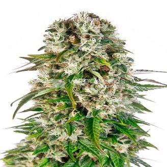 Купить семена марихуаны Big Bud Auto Fem. Купить семена марихуаны Big Bud Auto Fem.