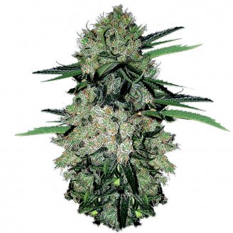 Купить семена марихуаны NYC Diesel Auto Fem. Купить семена марихуаны NYC Diesel Auto Fem.