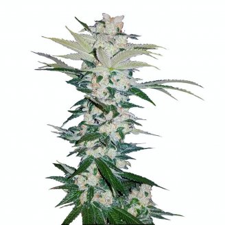 Купить семена марихуаны Sour Diesel Auto Fem. Купить семена марихуаны Sour Diesel Auto Fem.
