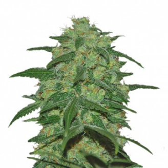 Купить семена марихуаны Super Mazar Auto Fem. Купить семена марихуаны Super Mazar Auto Fem.