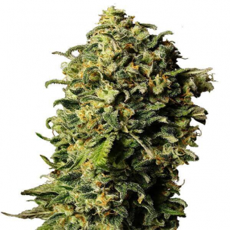 Купить семена марихуаны Tashkenti Auto Fem. Купить семена марихуаны Tashkenti Auto Fem.